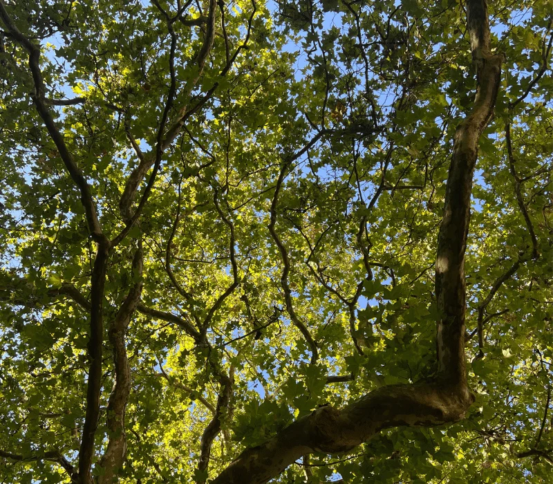Baumkronen mit Licht und Blättern im Nationalpark Unteres Odertal