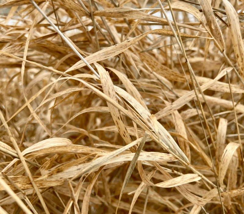 Trockenes Gras in der Auenlandschaft des Nationalparks Unteres Odertal